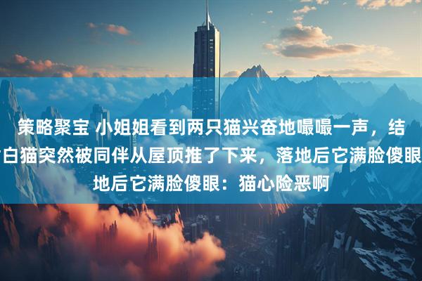 策略聚宝 小姐姐看到两只猫兴奋地嘬嘬一声，结果其中一只橘白猫突然被同伴从屋顶推了下来，落地后它满脸傻眼：猫心险恶啊